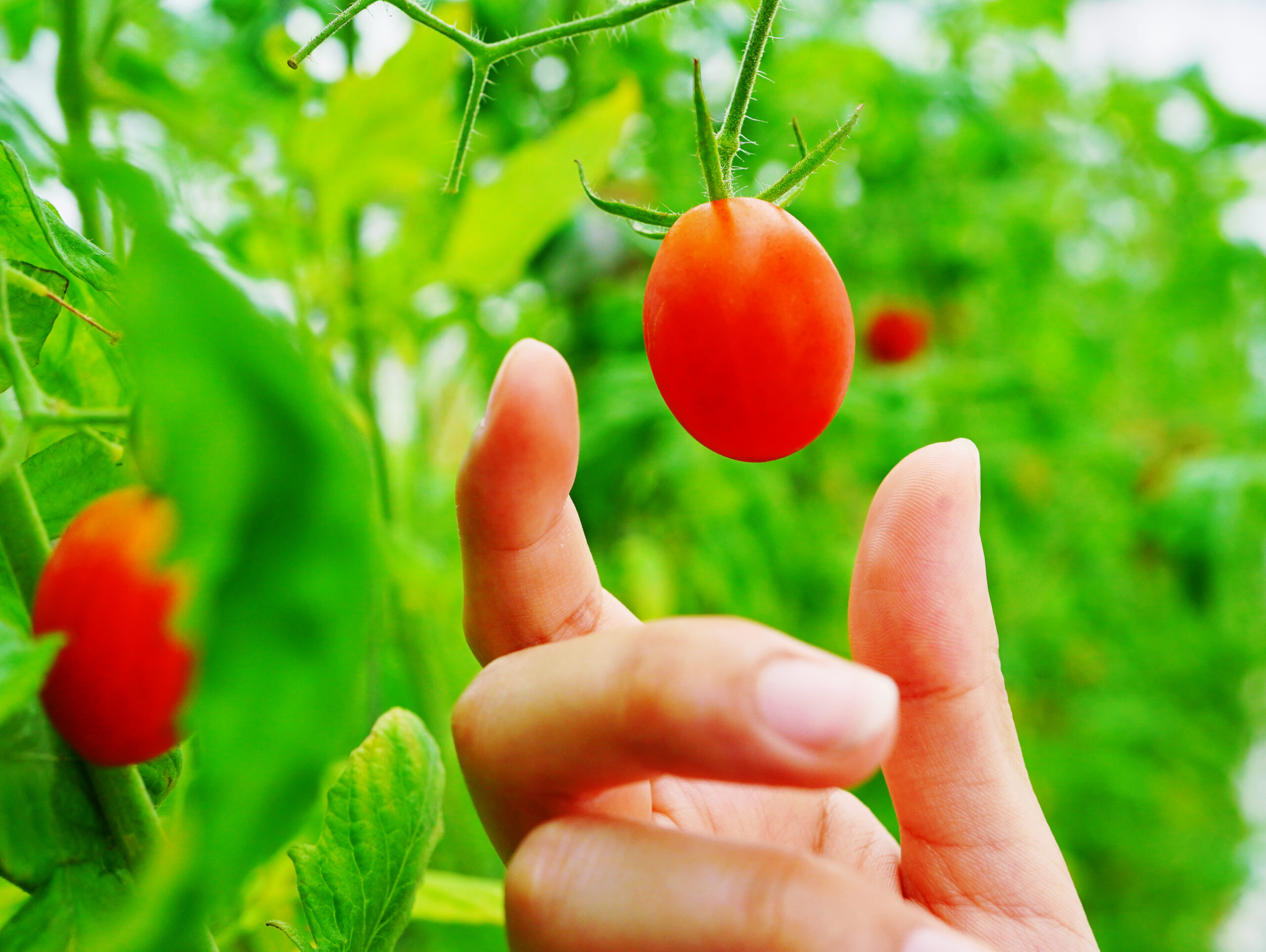 ジェイ・イー・ティ・アグリ